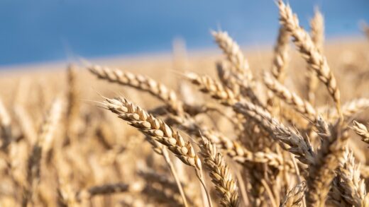 У Мінагрополітики знизили прогноз врожаю зернових на 5%