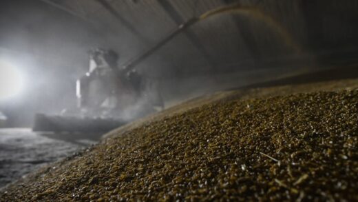 Китай скоротив закупівлі російської пшениці у 16 разів
