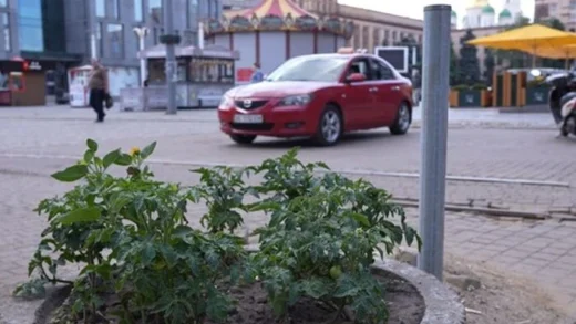 Дніпрянин посадив на клумбах у центрі міста помідори, щоб побороти неприємну проблему