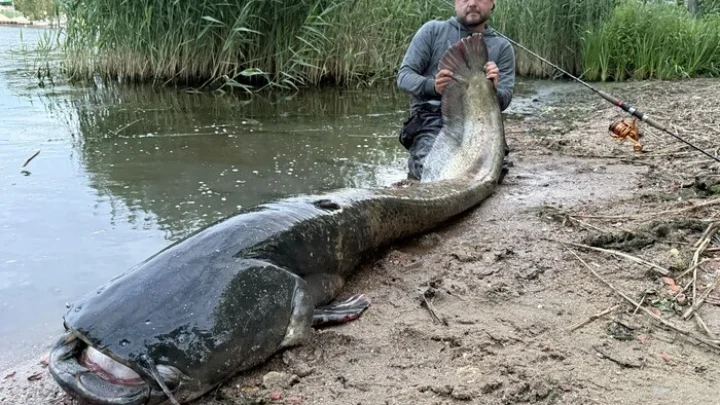 Польський рибалка впіймав сома-гіганта