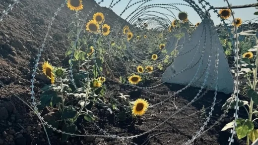 На Донеччині серед фортифікацій проросли соняхи: вражаючі кадри
