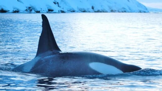 Українські полярники показали косаток біля станції Академік Вернадський