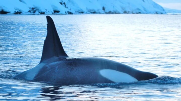 Українські полярники показали косаток біля станції Академік Вернадський