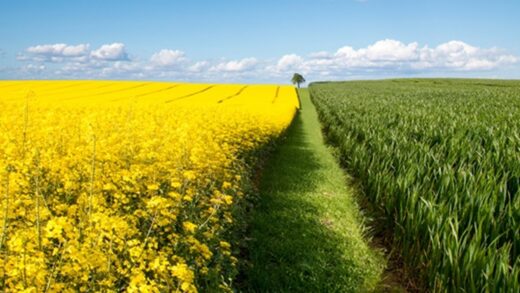 В Україні зібрали понад 3,3 млн тонн ріпаку