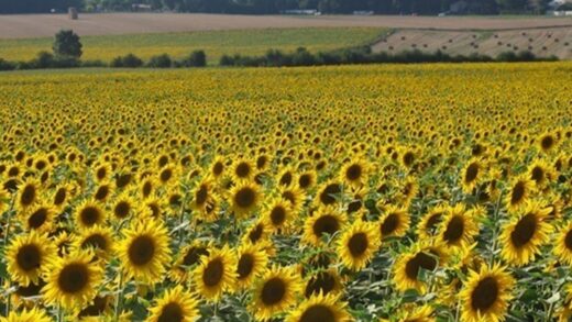 На Запоріжжі окупанти зібрали рекордно низький урожай