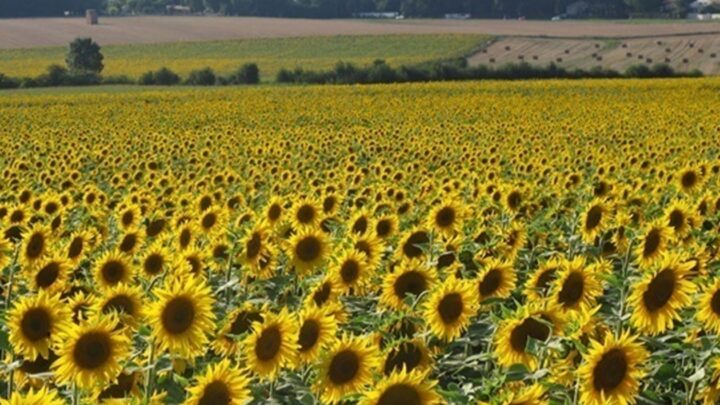 На Запоріжжі окупанти зібрали рекордно низький урожай