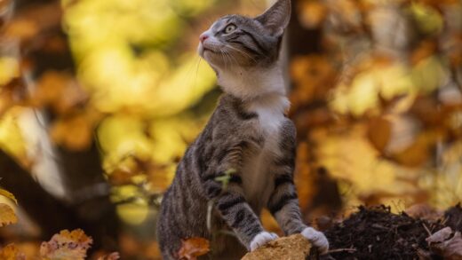 Синоптики спрогнозували, якою буде погода в жовтні