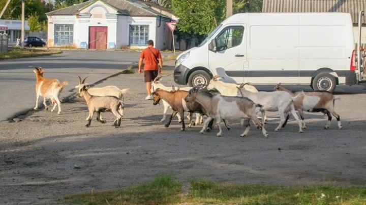 Місто на Житомирщині тероризує стадо кіз