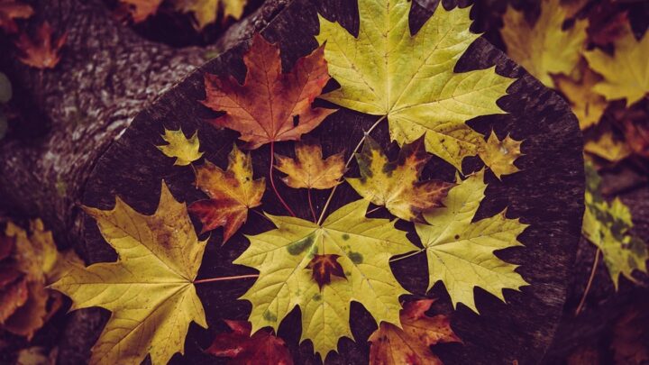 Гороскоп для всіх знаків зодіаку на 11-12 жовтня 2025 року