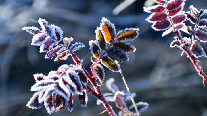 Дощі та нічні заморозки: погода на початок тижня