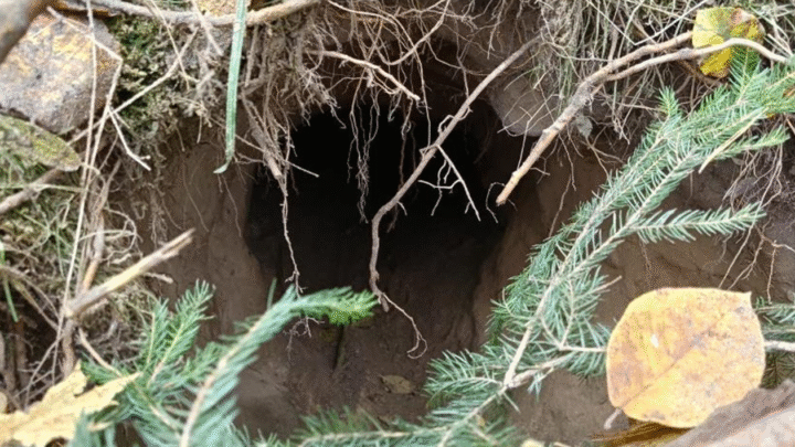 На кордоні між Польщею та Білоруссю виявили тунель