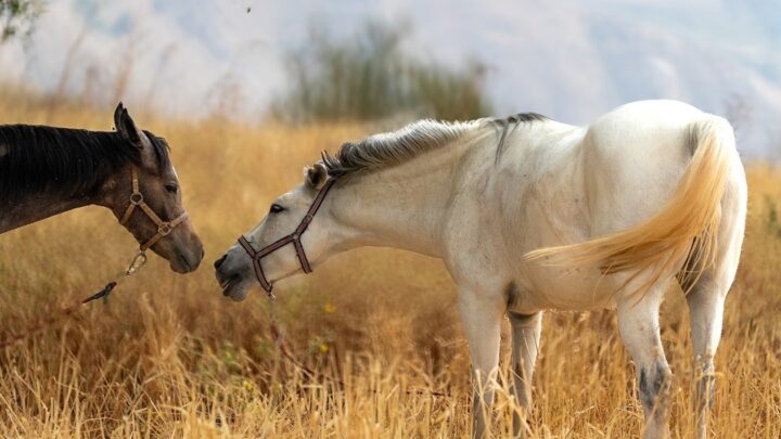 Гороскоп для всіх знаків зодіаку на 21 жовтня 2025 року
