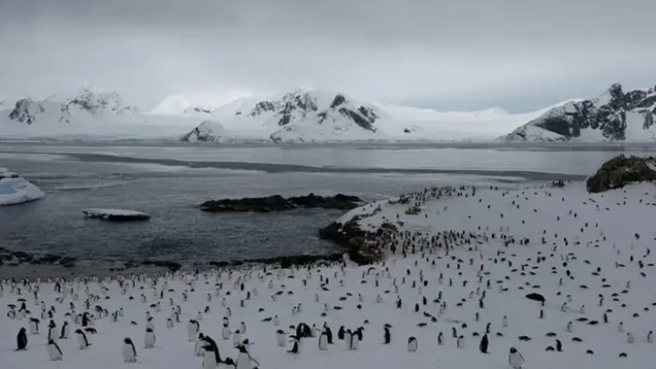 На станцію «Академік Вернадський» повернулися майже 7 тис. пінгвінів (фото)