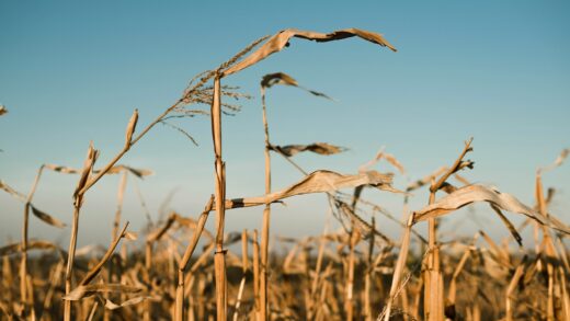 В Україні намолотили 43,6 млн тонн зерна