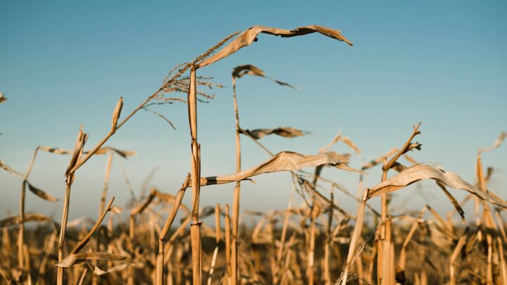 В Україні намолотили 43,6 млн тонн зерна