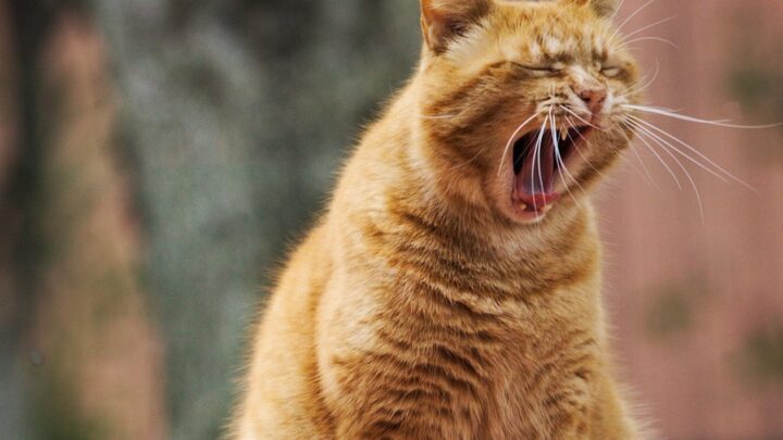 Гороскоп для всіх знаків зодіаку на 18 листопада 2025 року