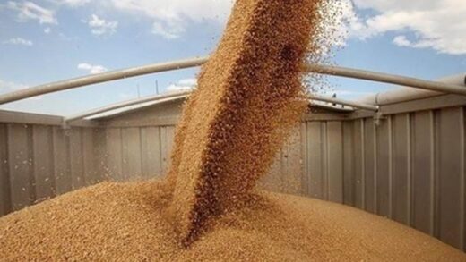 В Україні зібрали майже 51 мільйон тонн зерна