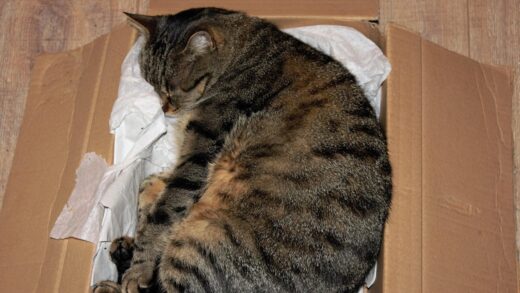 У Німеччині жінка відправила кішку поштою