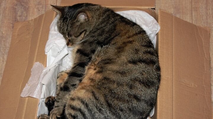 У Німеччині жінка відправила кішку поштою