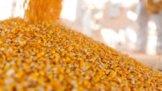 Україна завершує жнива: результати за 2025 рік та прогнози на 2026-й