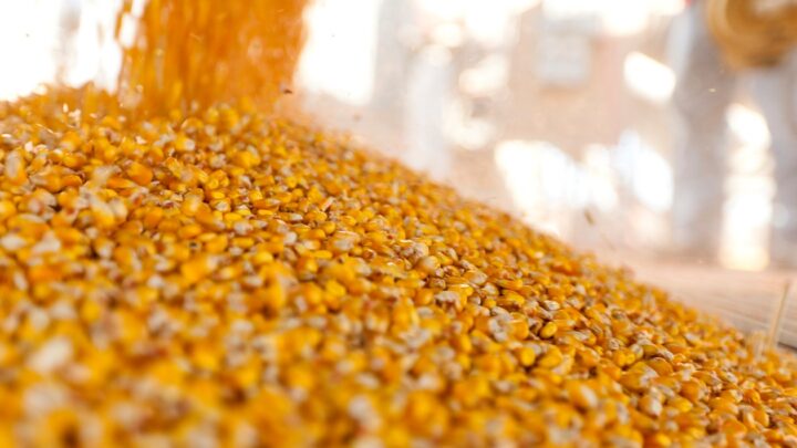 Україна завершує жнива: результати за 2025 рік та прогнози на 2026-й