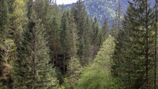 До суду скерували справу щодо незаконної передачі землі у Мигово