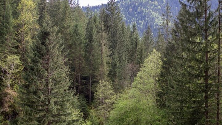 До суду скерували справу щодо незаконної передачі землі у Мигово