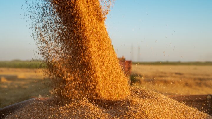 Молдова скасує обмеження на імпорт зерна з України