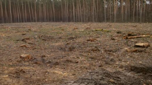 Збитки на 546 млн грн: ДБР викрило за рік сотні злочинів в лісовій галузі