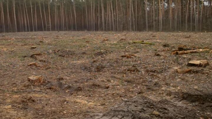 Збитки на 546 млн грн: ДБР викрило за рік сотні злочинів в лісовій галузі