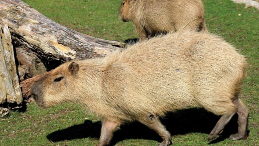 У Шотландії з ферми зникли дві капібари: власники підозрюють викрадення