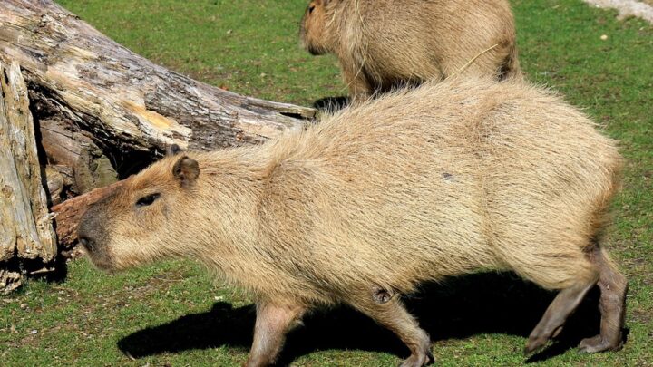 У Шотландії з ферми зникли дві капібари: власники підозрюють викрадення