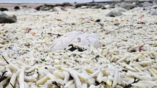 В Англії на узбережжя викинуло тонни картоплі фрі та цибулі