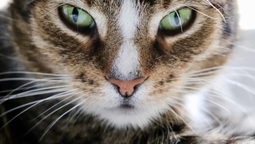 Гороскоп для всіх знаків зодіаку на 27 січня 2026 року