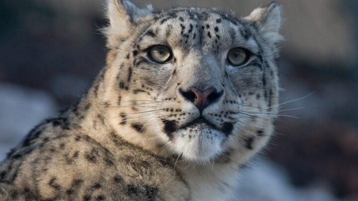 Туристка в Китаї постраждала від нападу барса, намагаючись зробити фото