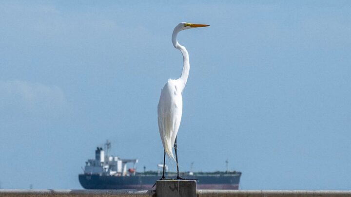Індія закупила два мільйони барелів венесуельської нафти - ЗМІ