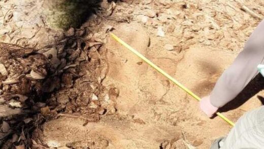 У Чернівецькій області викрили масштабні незаконні вирубки карпатських лісів на понад 27 мільйонів гривень