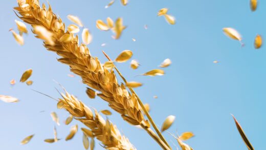 Війна в Ірані розганяє ціни на продовольство