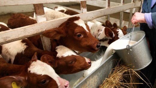 Фермери РФ втратили 1,5 млрд рублів через масове знищення худоби