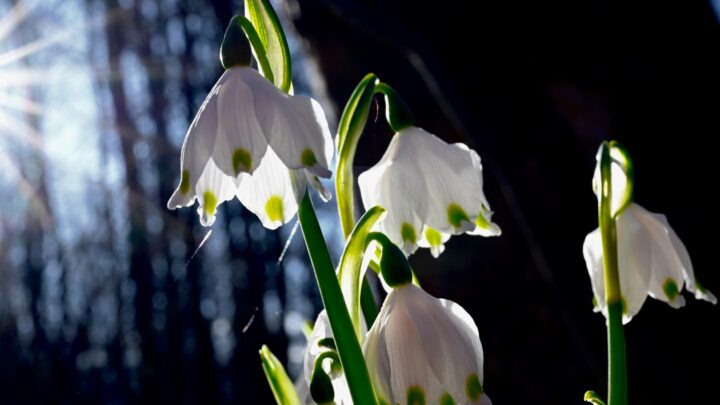 Прогріє до +15°: якою буде погода на початку тижня