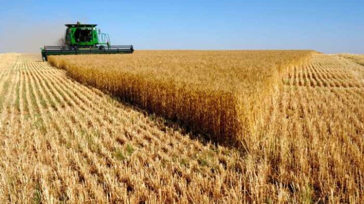 Грабунок під виглядом “націоналізації”: як окупанти нищать фермерство Запоріжжя