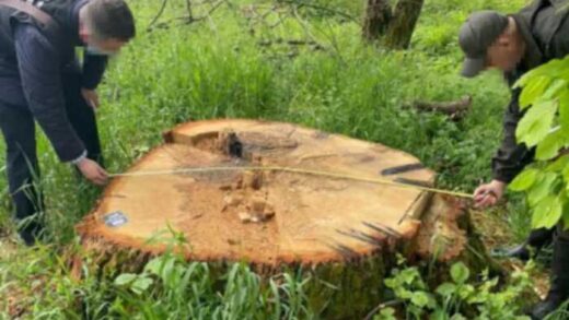 ДБР викрило керівництво «Ужгородського військового лісництва» на незаконній рубці цінних дерев