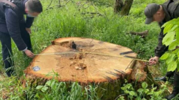 ДБР викрило керівництво «Ужгородського військового лісництва» на незаконній рубці цінних дерев