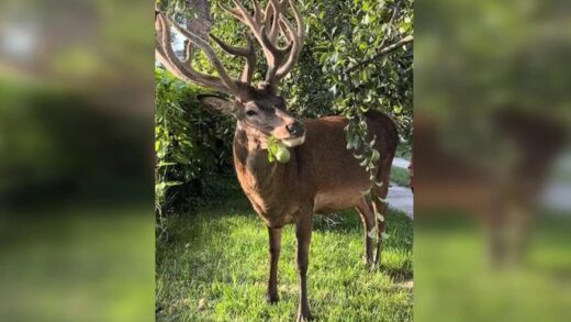 Відомого оленя Бориса з Рівненщини збила машина