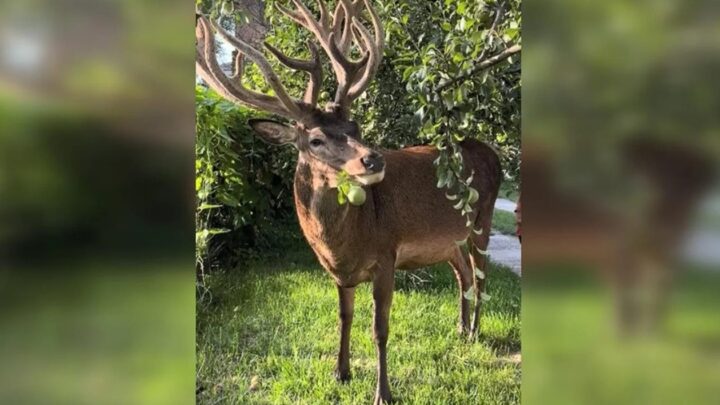 Відомого оленя Бориса з Рівненщини збила машина