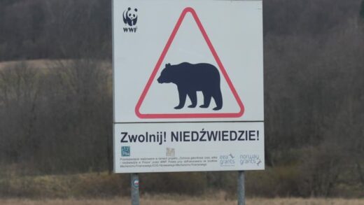 В Польщі на кордоні з Україною ведмідь загриз жінку