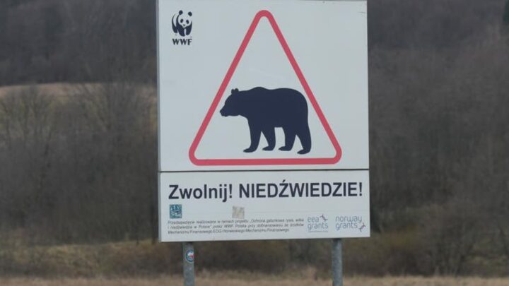 В Польщі на кордоні з Україною ведмідь загриз жінку