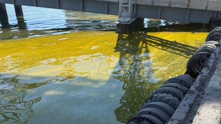 У Тузлівських лиманах площа забруднення олією зросла вдвічі