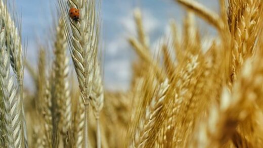 Жнива-2026: аграрії обмолотили вже 22% посівних площ