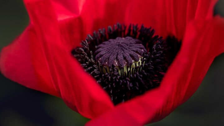 Гороскоп на 25 серпня 2026 року для всіх знаків зодіаку
